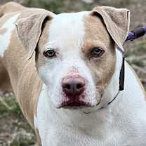 Thumbnail photo of Cato #2