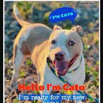 Thumbnail photo of Cato #3