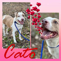Thumbnail photo of Cato #4