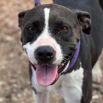 Thumbnail photo of COCO (COCONUT) #3