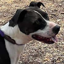 Thumbnail photo of COCO (COCONUT) #4