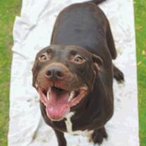 Thumbnail photo of Rumpelstiltskin #3