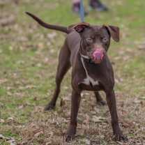 Thumbnail photo of Rumpelstiltskin #4