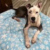 adopt-pet
