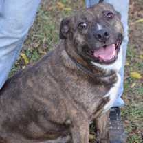Thumbnail photo of Dolly #1