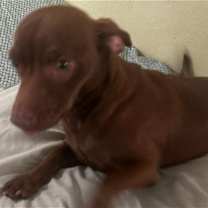 Thumbnail photo of Brownie #2