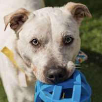 Thumbnail photo of Sinatra #4