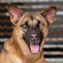 Thumbnail photo of Waranda #1