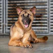 Thumbnail photo of Waranda #2