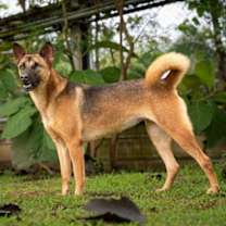 Thumbnail photo of Waranda #4