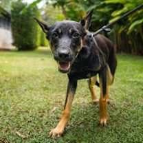 Thumbnail photo of Isaboo #4