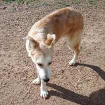 Thumbnail photo of Sonny #4