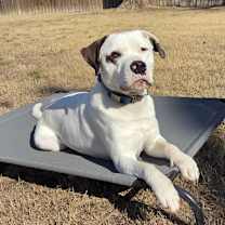 Thumbnail photo of Gus #3