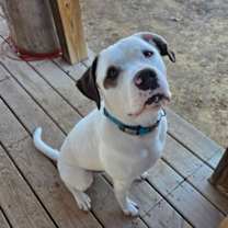 Thumbnail photo of Gus #4