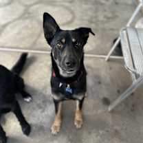 Thumbnail photo of Suni #1