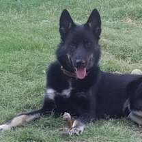 Thumbnail photo of Shadow #2