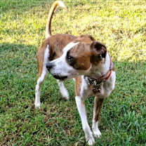 Thumbnail photo of Luna #1