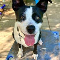 Thumbnail photo of Hazel #1