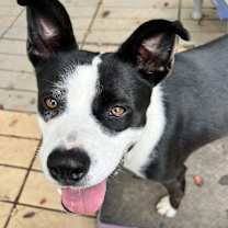Thumbnail photo of Hazel #2