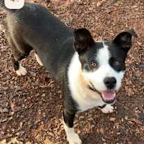 Thumbnail photo of Hazel #4