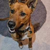 Thumbnail photo of Jack (aka Kip) #1