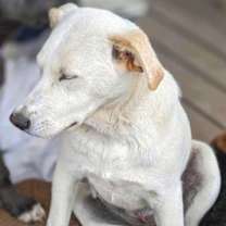 Thumbnail photo of Goldie #2