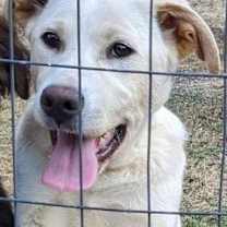 Thumbnail photo of Goldie #3