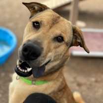 adopt-pet
