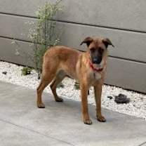Thumbnail photo of Roxie #3