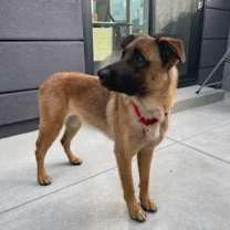Thumbnail photo of Roxie #4