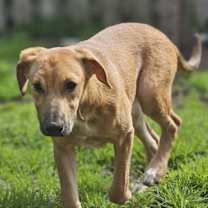 Thumbnail photo of Arya #3