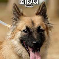 adopt-pet