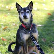 ROSCOE - SWEET SENIOR