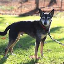 Thumbnail photo of ROSCOE - SWEET SENIOR #2