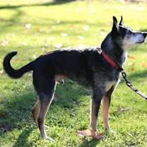 Thumbnail photo of ROSCOE - SWEET SENIOR #4