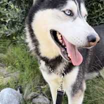 Thumbnail photo of Duke #2