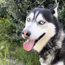 Thumbnail photo of Duke #3