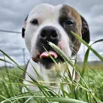 Thumbnail photo of Wheatland #1