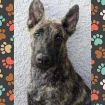 Thumbnail photo of Shadow #1