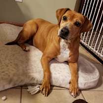 Thumbnail photo of Delight - 0$ adoption fee #2