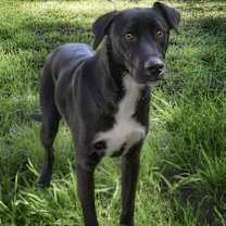 Thumbnail photo of Bruiser #1