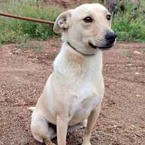 Thumbnail photo of Oliver #3