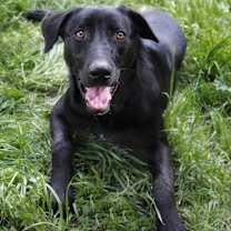 Thumbnail photo of Licorice #1