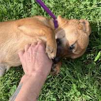 Thumbnail photo of Rosalee #3
