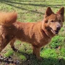 Thumbnail photo of Mocha #2