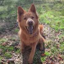 Thumbnail photo of Mocha #3