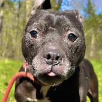 Thumbnail photo of Jetta #1