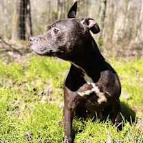 Thumbnail photo of Jetta #2
