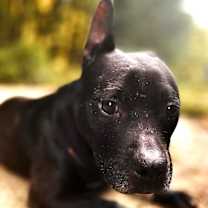 Thumbnail photo of Jetta #3