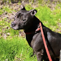 Thumbnail photo of Jetta #4